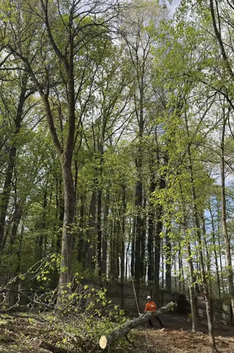 Professional tree removal service in Albany, GA