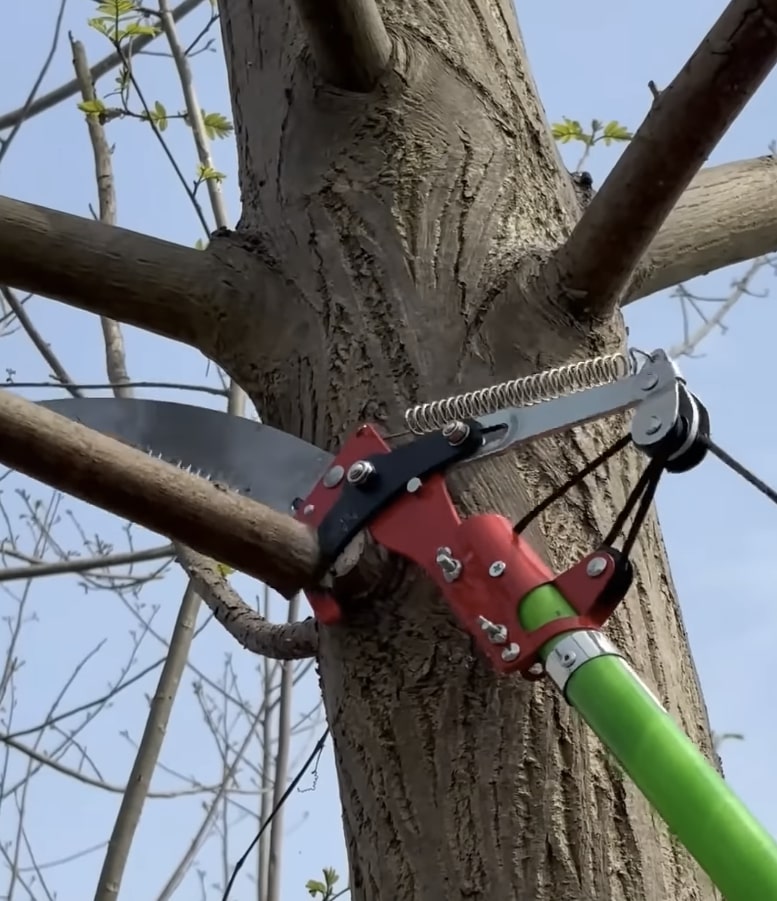 Tree trimming and pruning services in Albany, GA